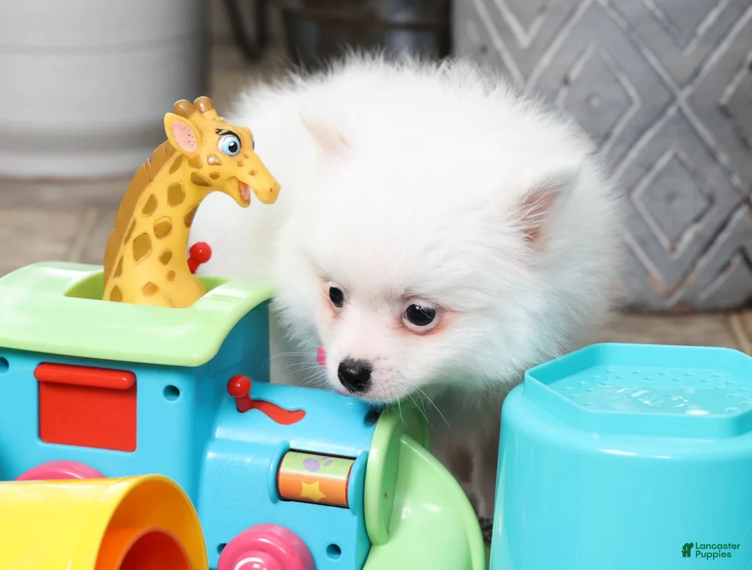 Pomeranian dogs for sale: Teddy - Ad 7