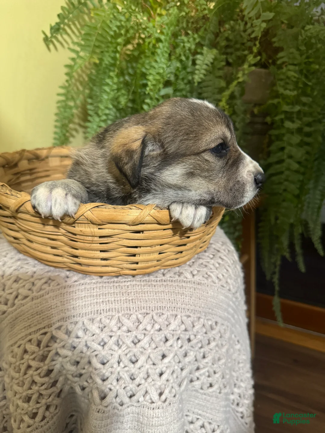 Mixed Breed dogs for sale: Sweetheart - Ad 10