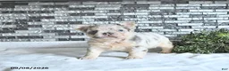 French Bulldog dogs for sale: Della - Ad 4