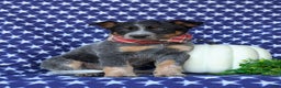 Australian Cattle Dog dogs for sale: Shelton - Ad 1