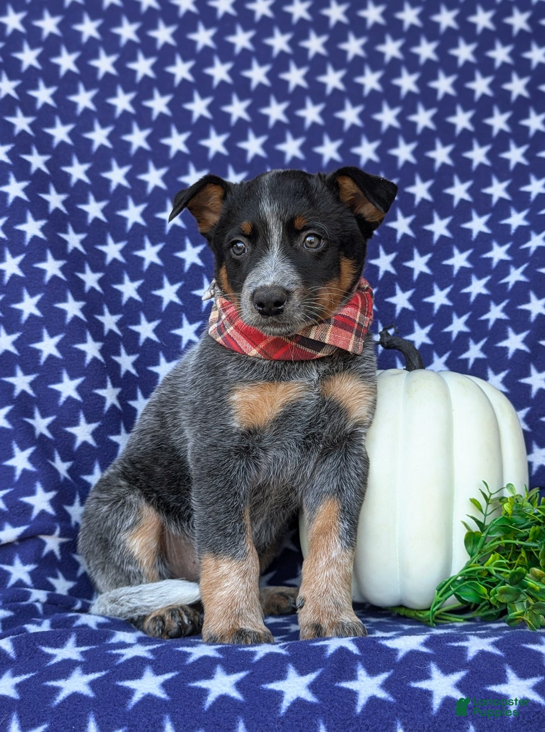 Australian Cattle Dog dogs for sale: Shelton - Ad 1