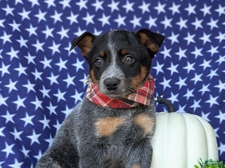 Australian Cattle Dog dogs - Ad 38