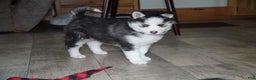 Siberian Husky dogs for sale: Blaze - Ad 4