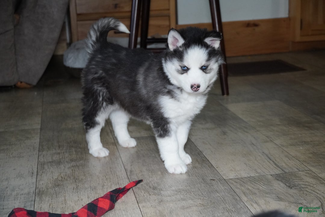 Siberian Husky dogs for sale: Blaze - Ad 4