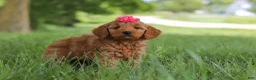 Mini Goldendoodle dogs for sale: Becky - Ad 3