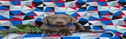 Labrador Retriever dogs for sale: Watkins - Ad 7