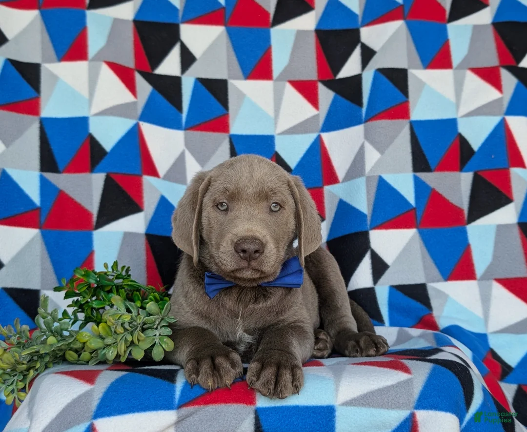 Labrador Retriever dogs for sale: Watkins - Ad 7