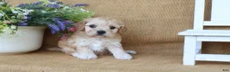 Cavachon dogs for sale: Tessa - Ad 4