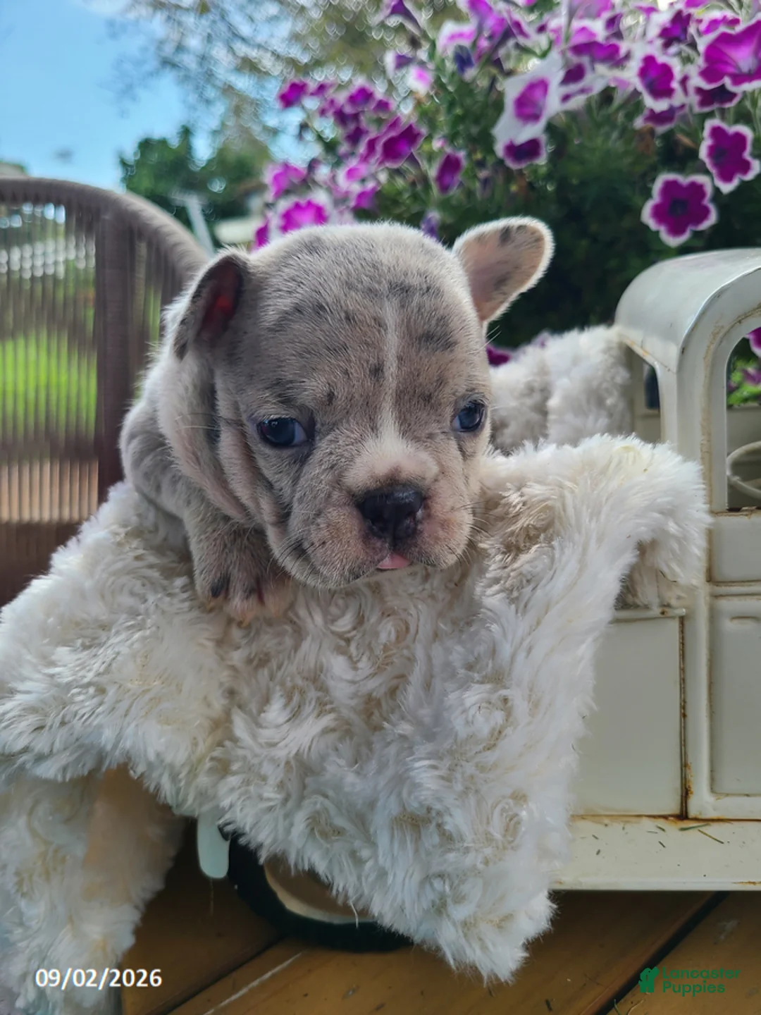 Frenchton dogs for sale: Micky - Ad 1