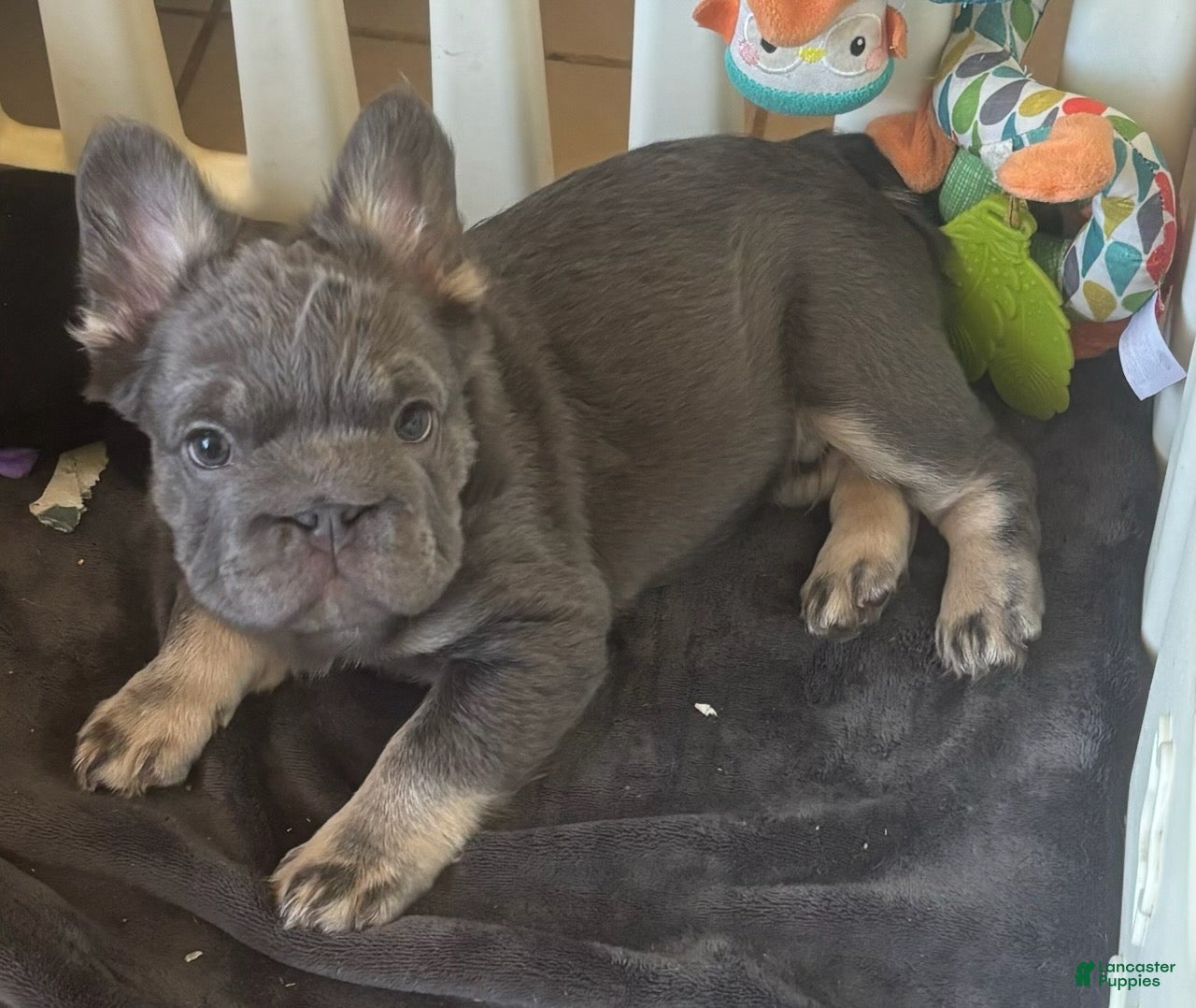French Bulldog dogs French Bulldog Male 1 - Ad 2