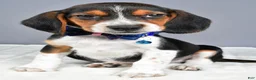 Beagle dogs for sale: Ozzy - Ad 6