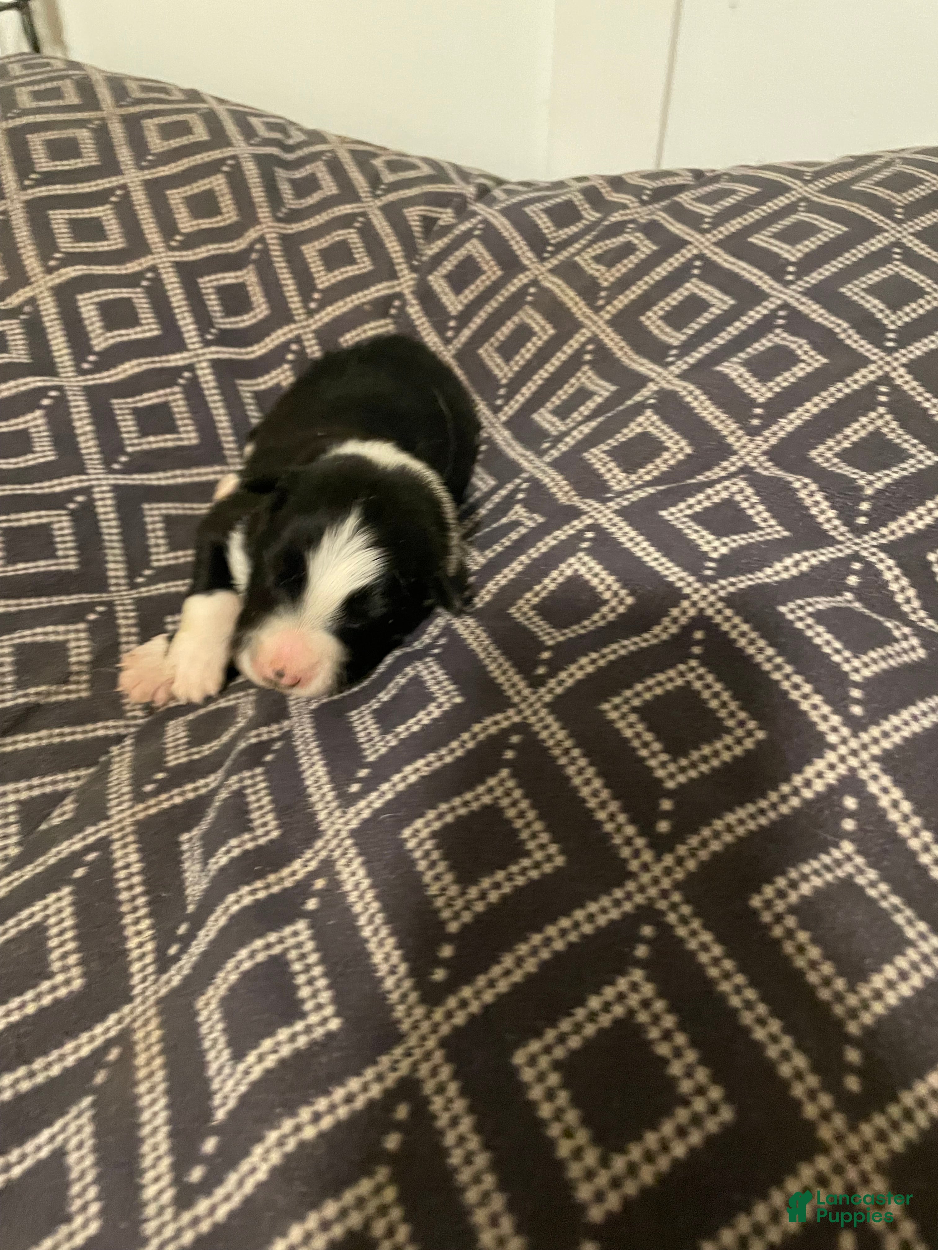 Border Collie dogs Splinter  - Ad 42