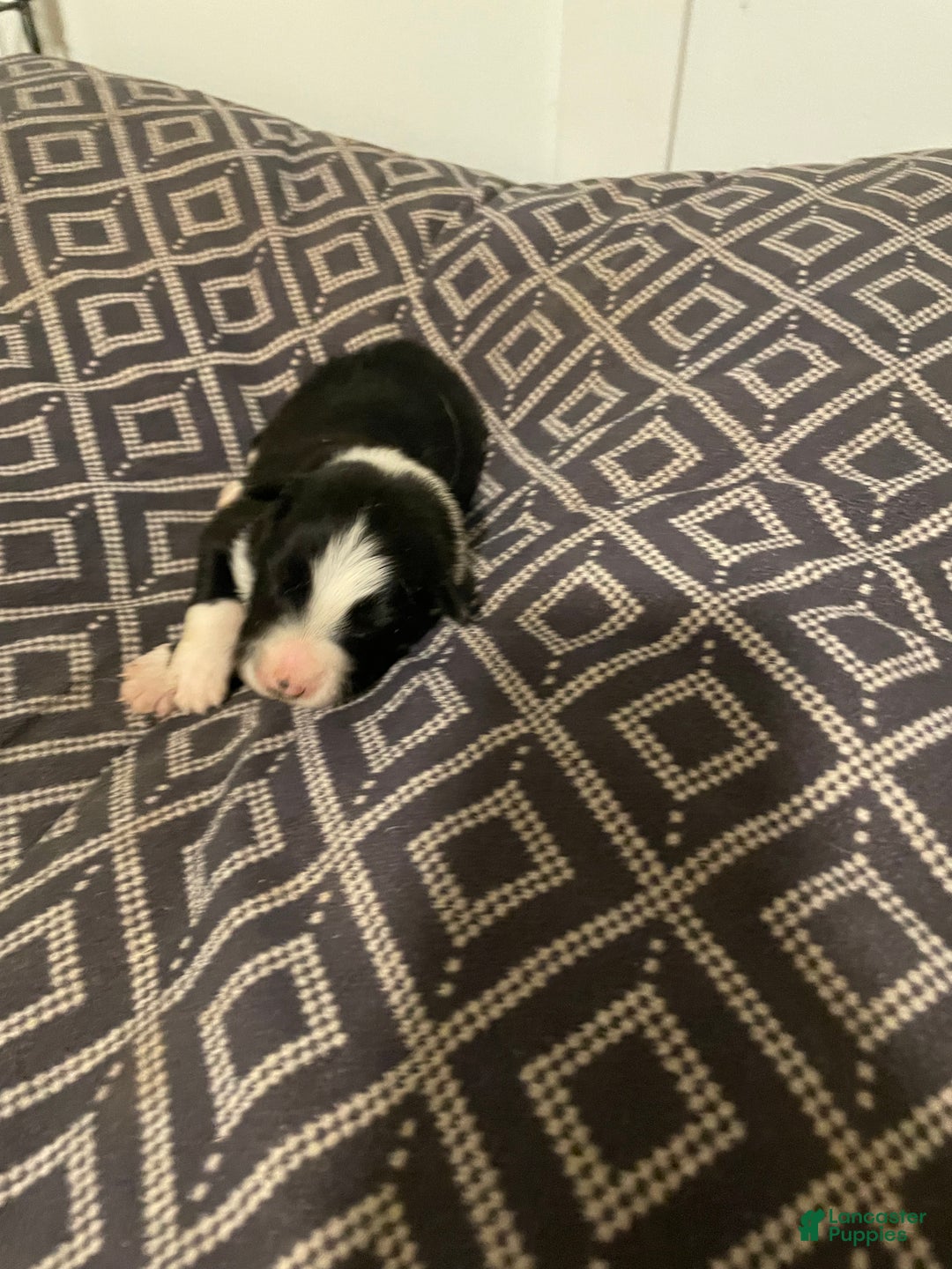 Border Collie dogs for sale: Splinter  - Ad 1