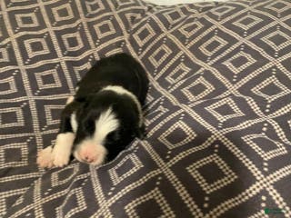 Border Collie dogs Splinter - Ad 39