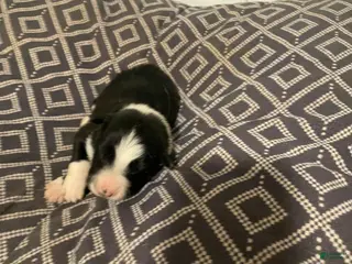 Border Collie dogs Splinter - Ad 17