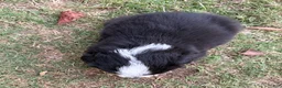Australian Shepherd dogs for sale: Hunter - Male 2 - Ad 5