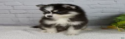 Pomsky dogs for sale: Sasha - Ad 5