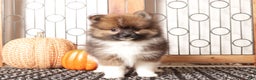 Pomeranian dogs for sale: Walter - Male Pomeranian  - Ad 2