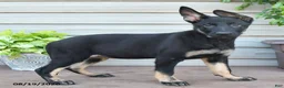 German Shepherd dogs for sale: Fable - Ad 5
