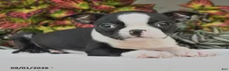 Boston Terrier dogs for sale: Jade - Ad 3