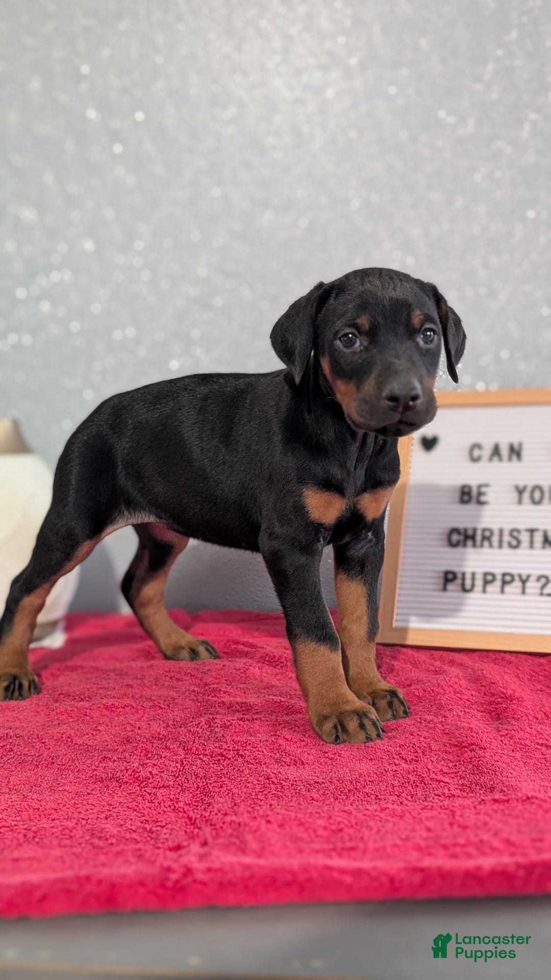 Doberman Pinscher dogs for sale: Lily - Ad 7