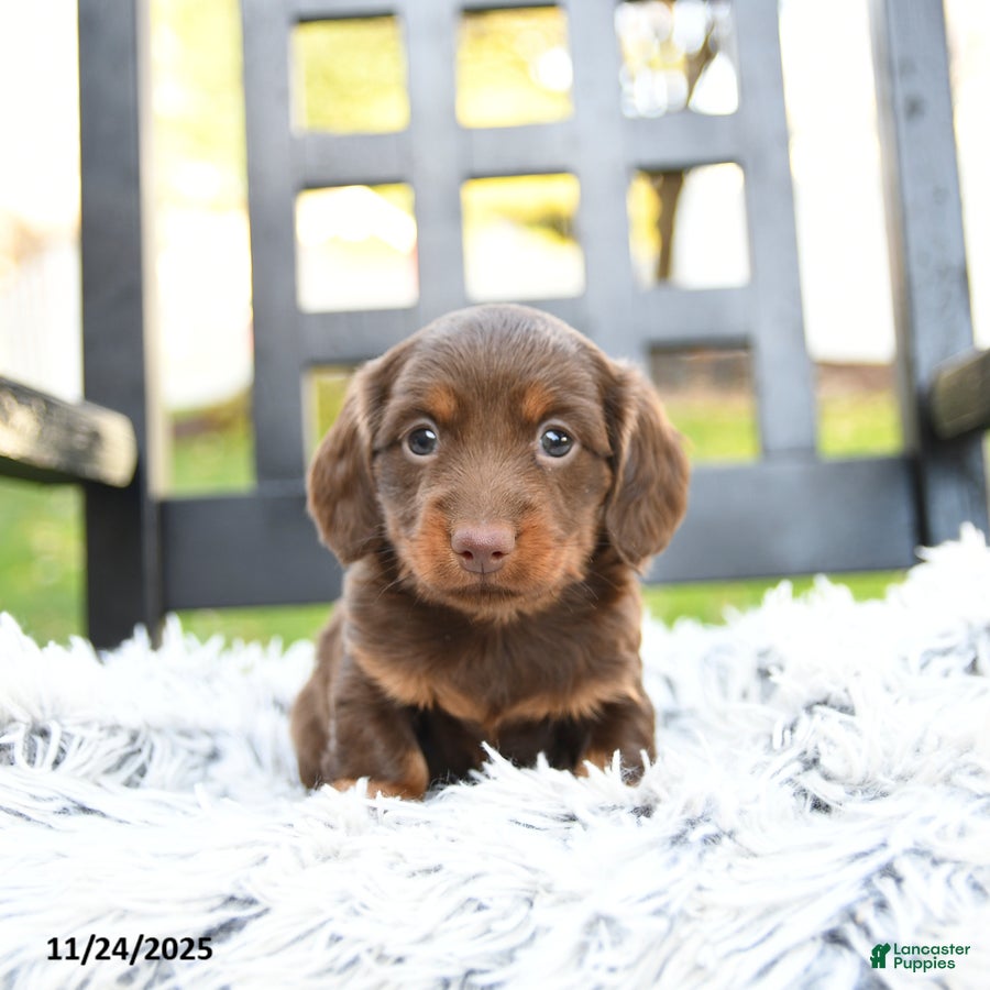 Miniature Dachshund dogs Tommy - Ad 4