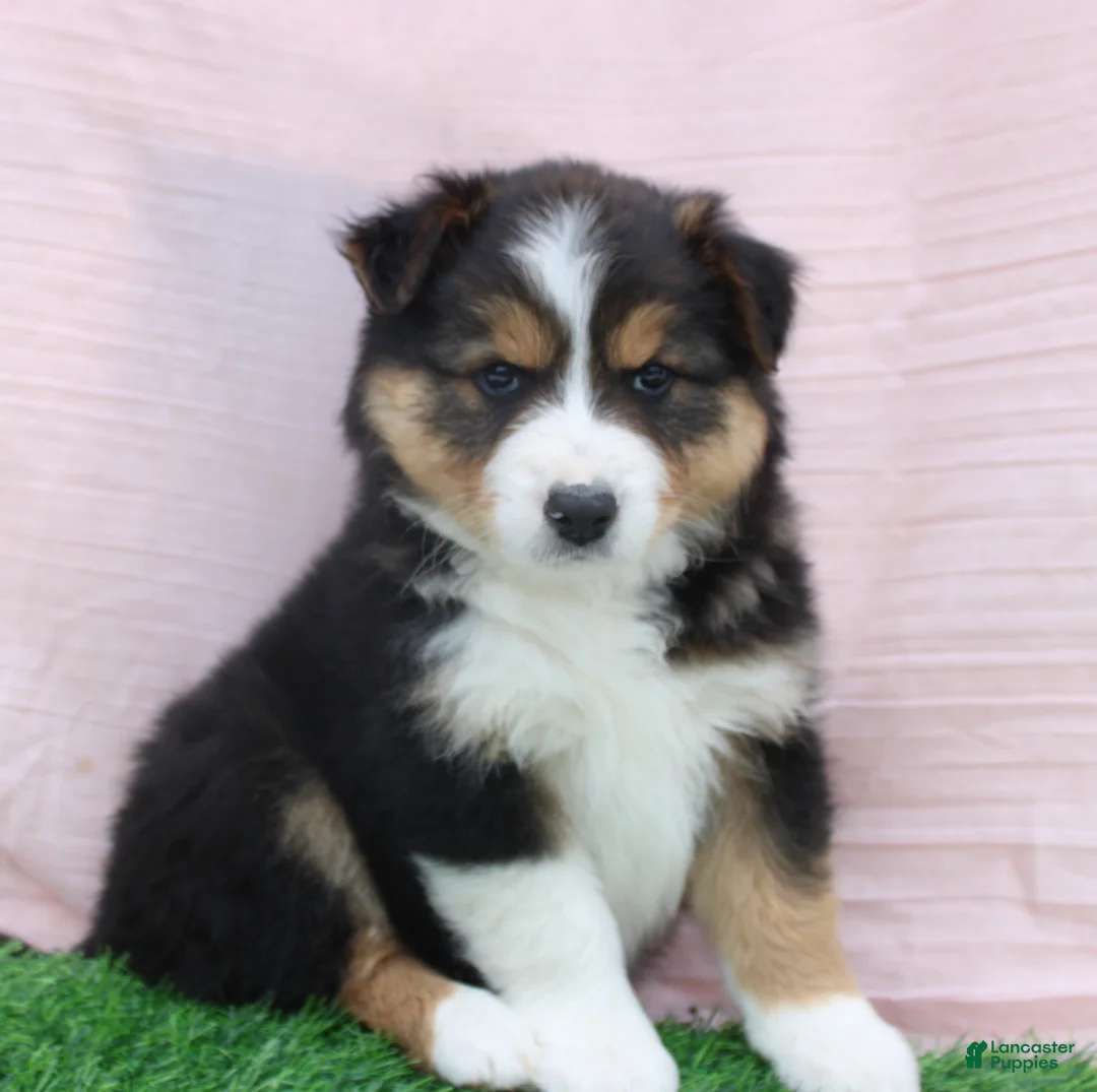 Australian Shepherd dogs for sale: roxy - Ad 1