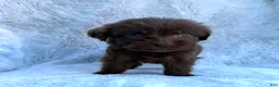 Labradoodle dogs for sale: Bella - Ad 3