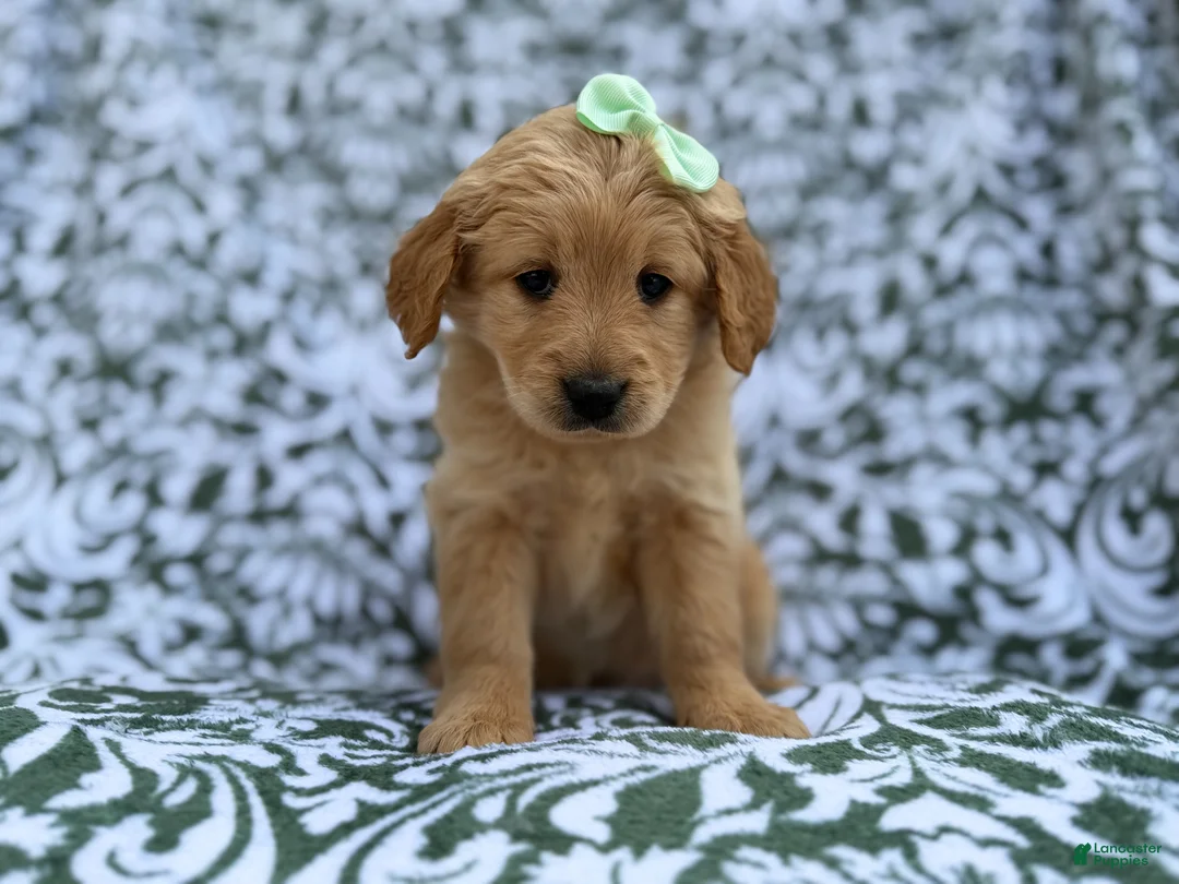 Goldendoodle dogs for sale: Brynlee - Ad 2