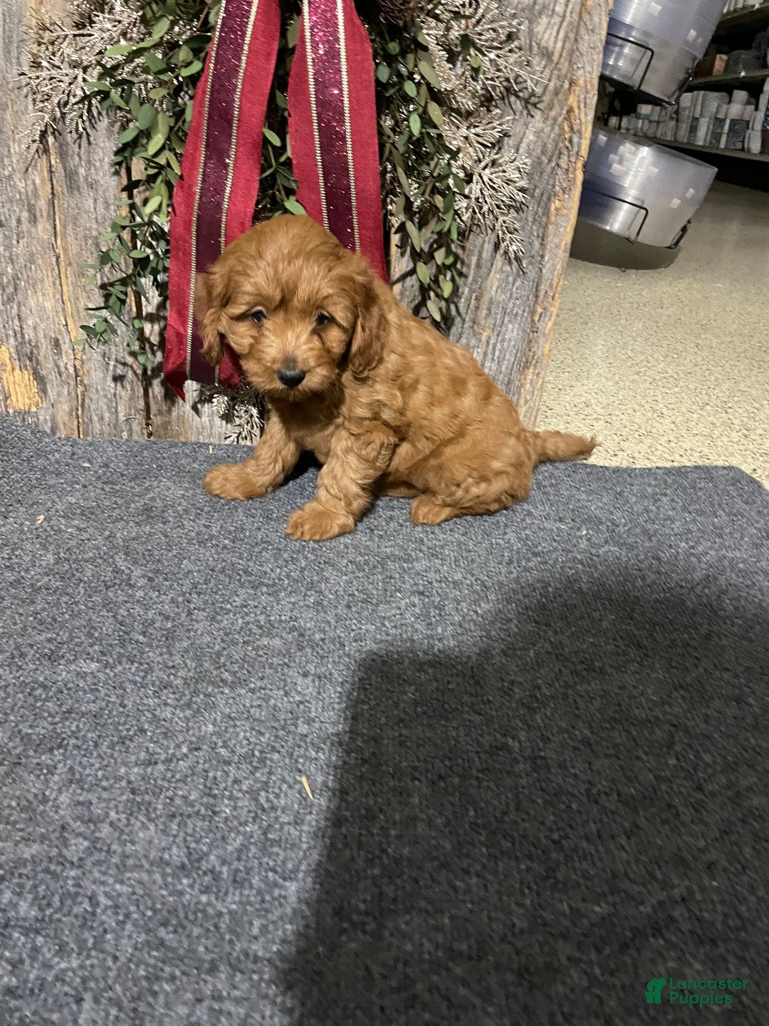 Mini Goldendoodle dogs for sale: Luna - Ad 7