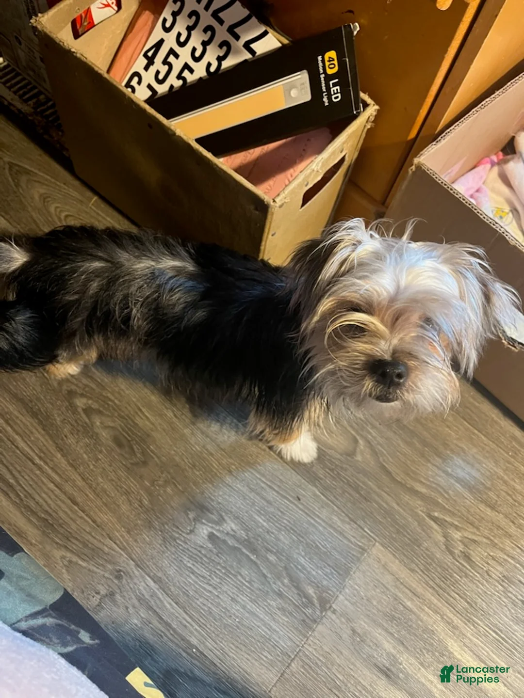 Shorkie dogs for sale: Shorkie Puppy 1  - Ad 2