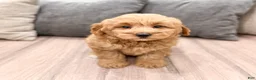 Mini Goldendoodle dogs for sale: Benji - Ad 6