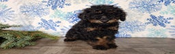 Mini Bernedoodle dogs for sale: Klaus - Ad 7