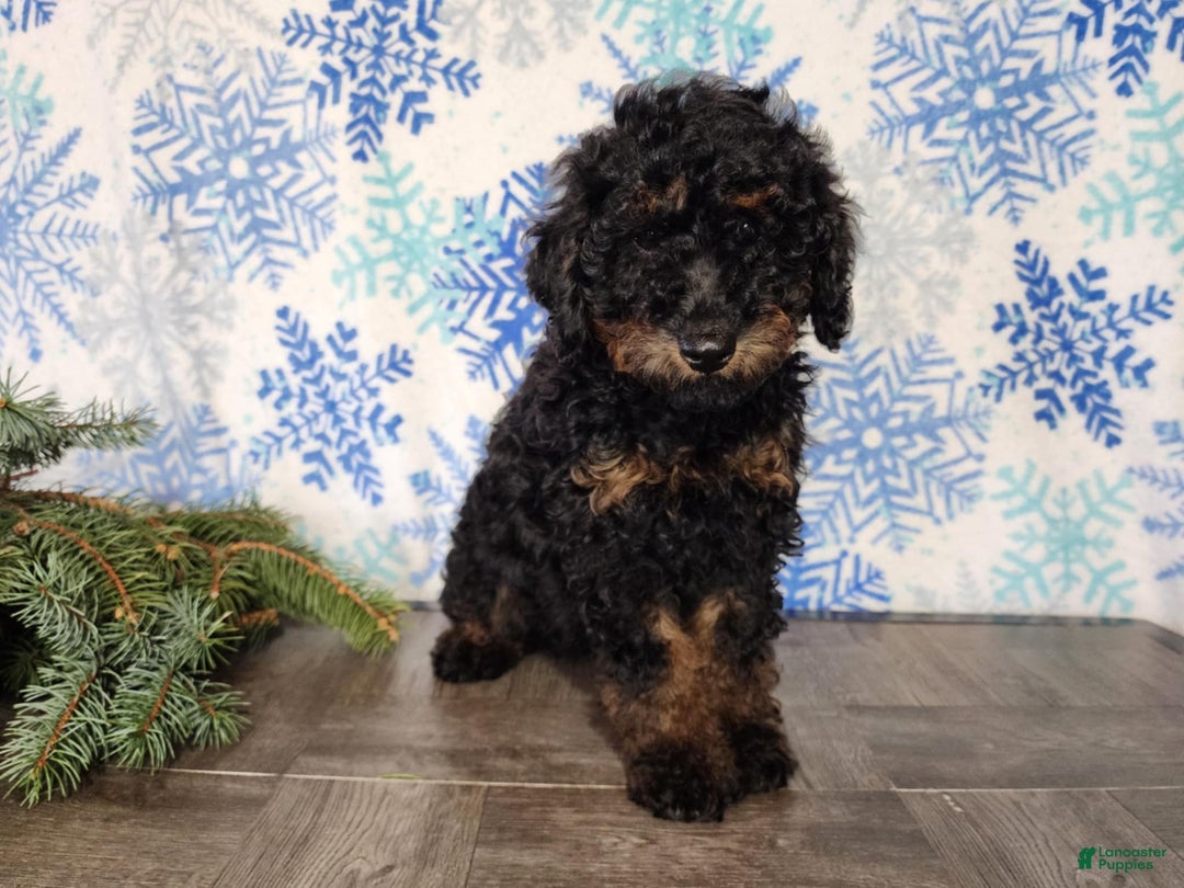 Mini Bernedoodle dogs for sale: Klaus - Ad 7
