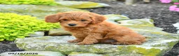 Miniature Poodle dogs for sale: Saltine - Ad 3