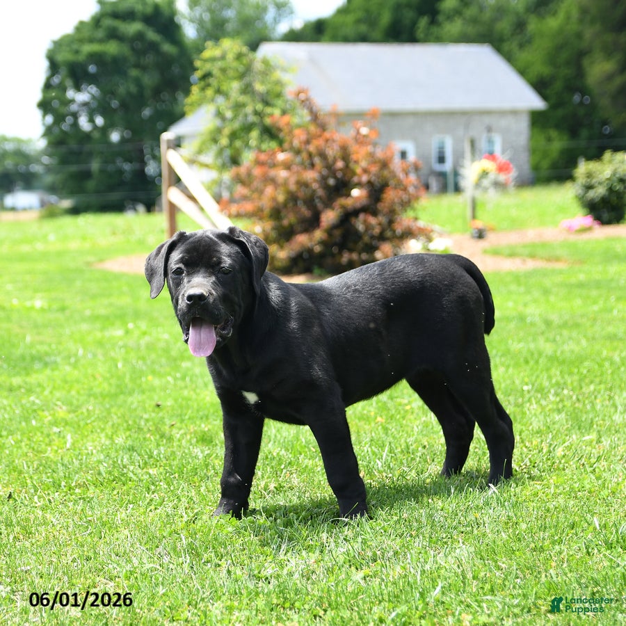 Cane Corso dogs Ruby  - Ad 2