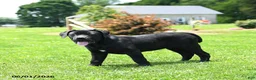 Cane Corso dogs for sale: Ruby  - Ad 2