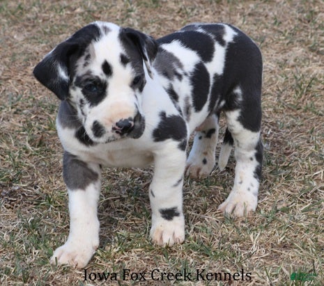 Great Dane dogs Harley - Ad 2