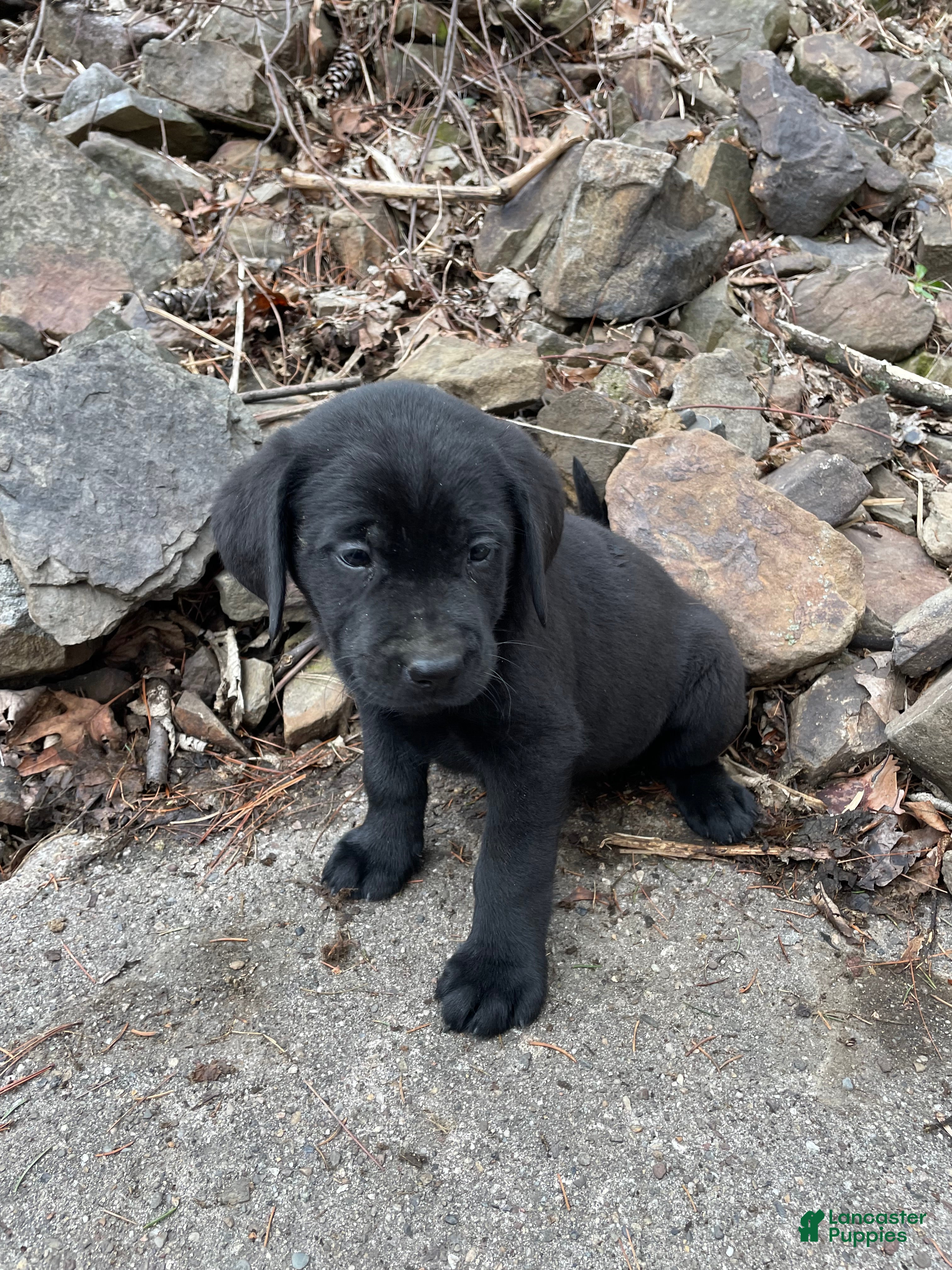 Labrador Retriever dogs Labrador Retriever Collar Pink - Ad 2