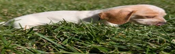 Miniature Dachshund dogs for sale: Eclair - Ad 7