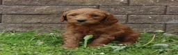 Mini Goldendoodle dogs for sale: Bella - Ad 11