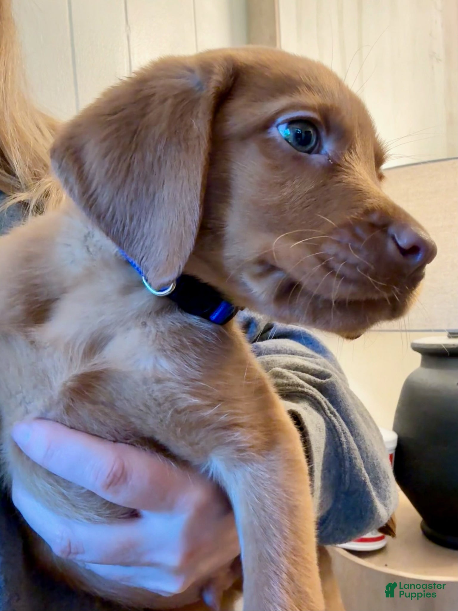 Labrador Retriever dogs Blue Collar Fox Red Lab Puppy - Ad 1