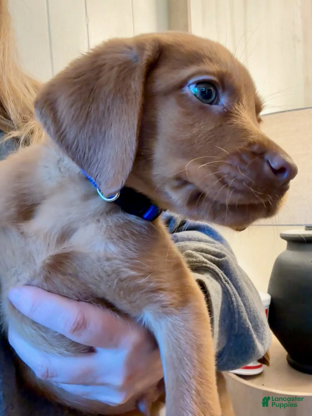 Labrador Retriever dogs for sale: Blue Collar Fox Red Lab Puppy - Ad 1