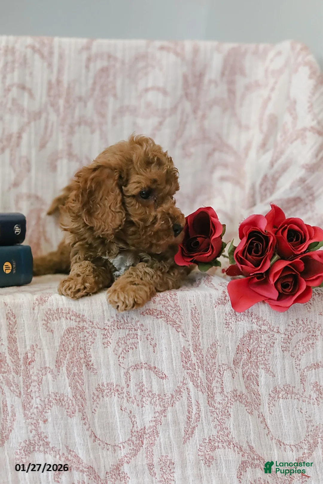 Cockapoo dogs for sale: Jerry - Ad 6