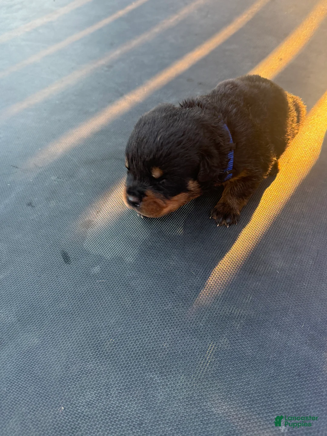 Rottweiler dogs for sale: Rottweiler 2 - Ad 2
