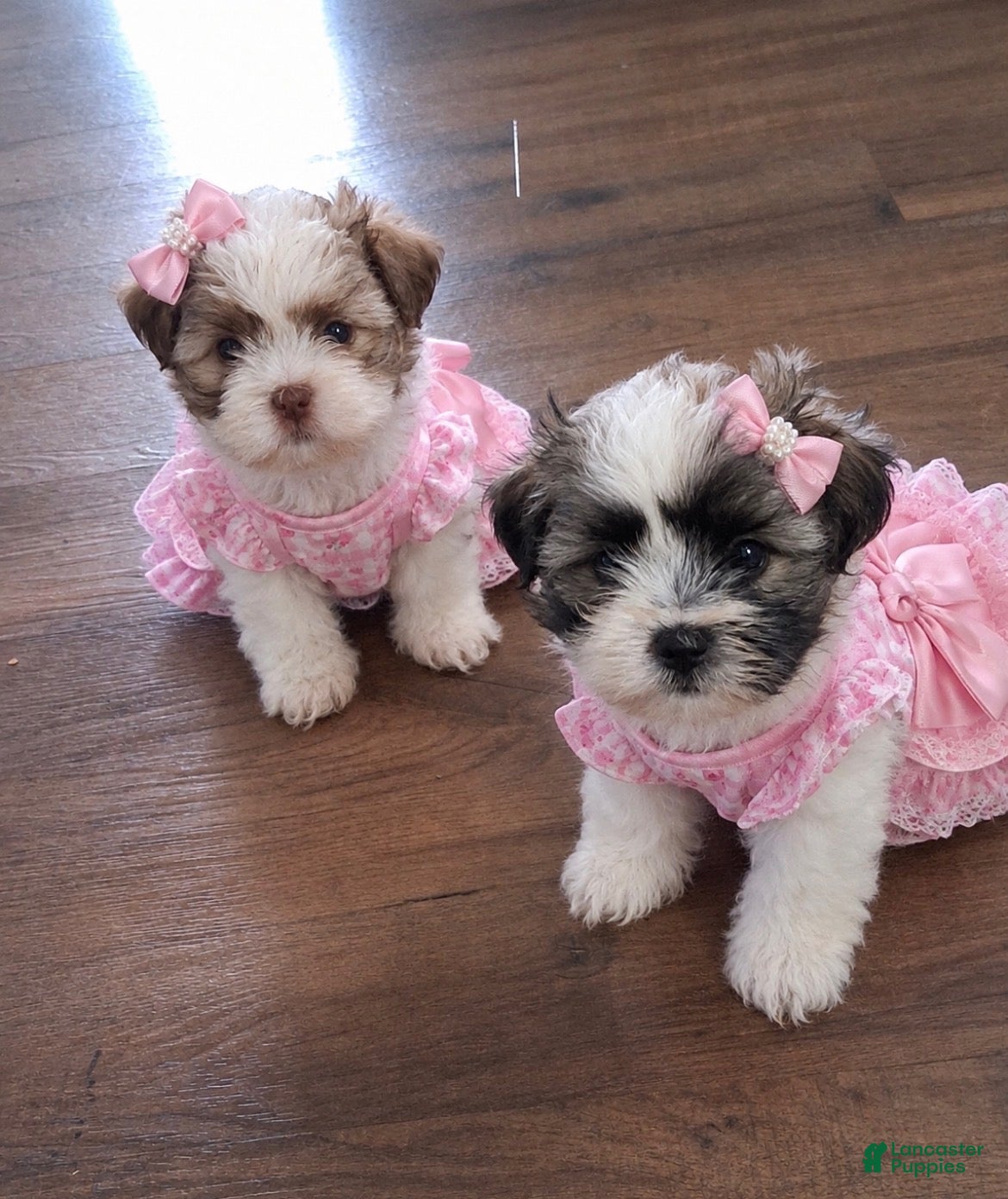 Shih Tzu dogs 💞 Shih Tzu 💞 - Ad 31
