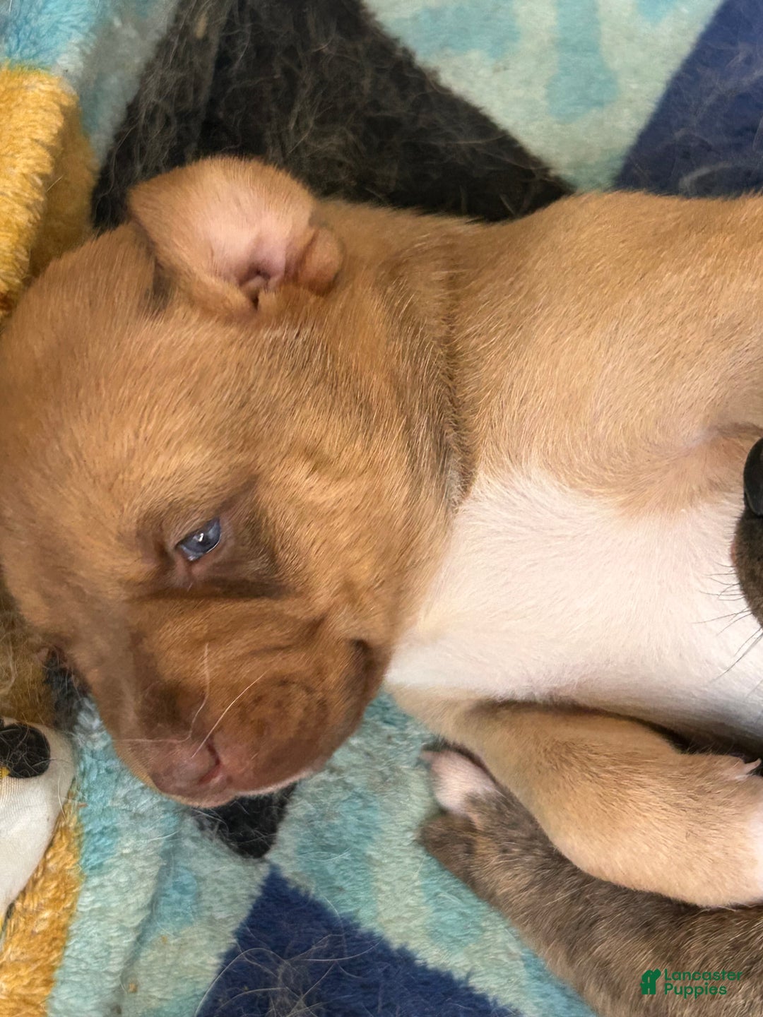 Mixed Breed dogs for sale: Mixed Breed Puppy 1 - Ad 1