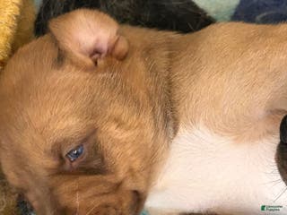 Mixed Breed dogs Mixed Breed Puppy 1 - Ad 3