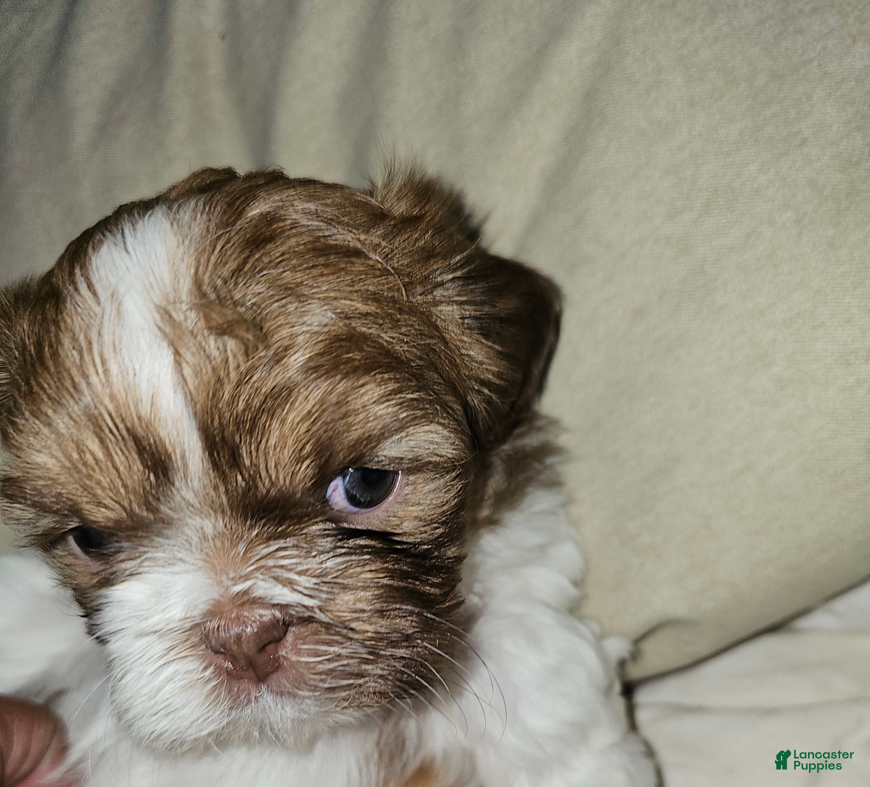 Shih Tzu dogs Coco - Ad 26