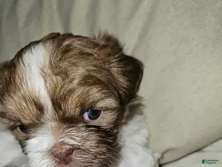 Shih Tzu dogs Coco - Ad 26